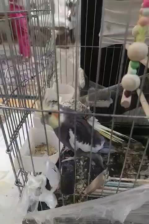 عروس هلندی|پرنده|کرج, کیانمهر|دیوار