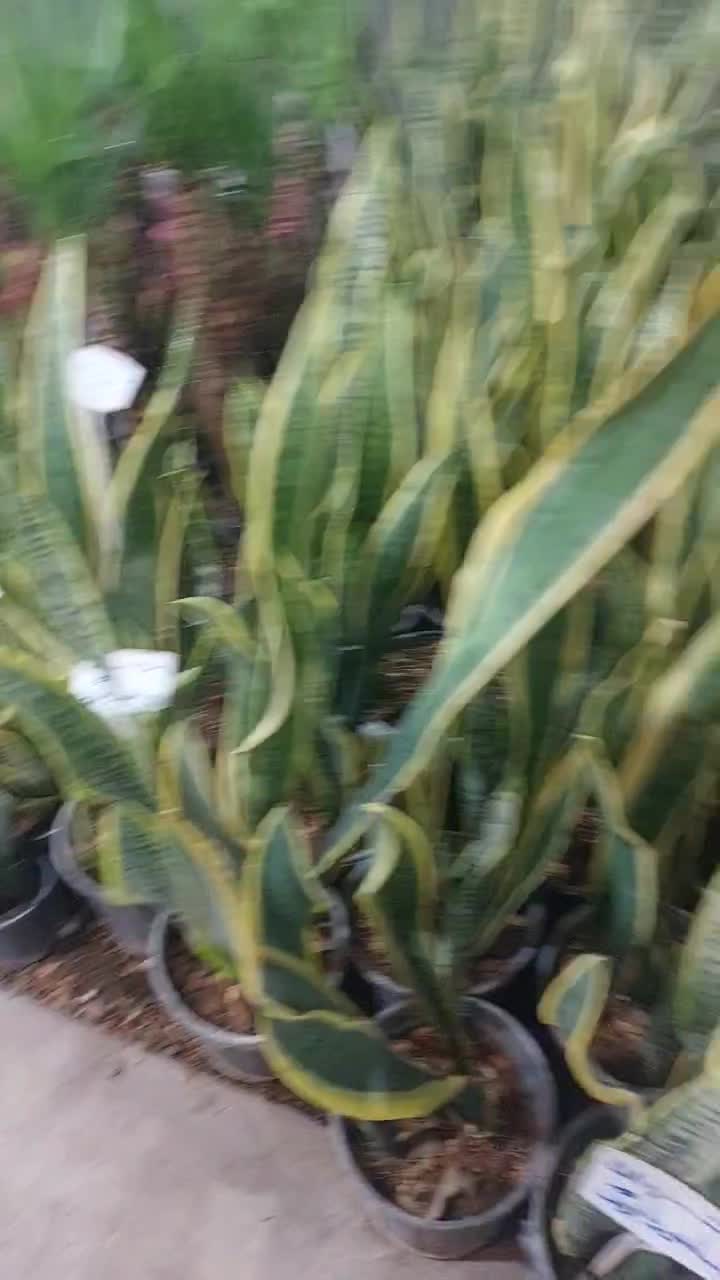 انواع گل گلدان|گل و گیاه طبیعی|شوش, |دیوار