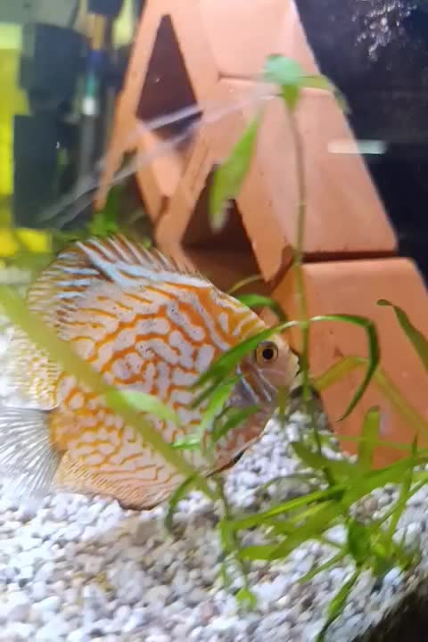 دیسکس چکربرد|ماهی|ری, سیزده آبان|دیوار