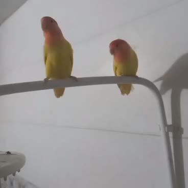 طوطی|پرنده|بهبهان, |دیوار