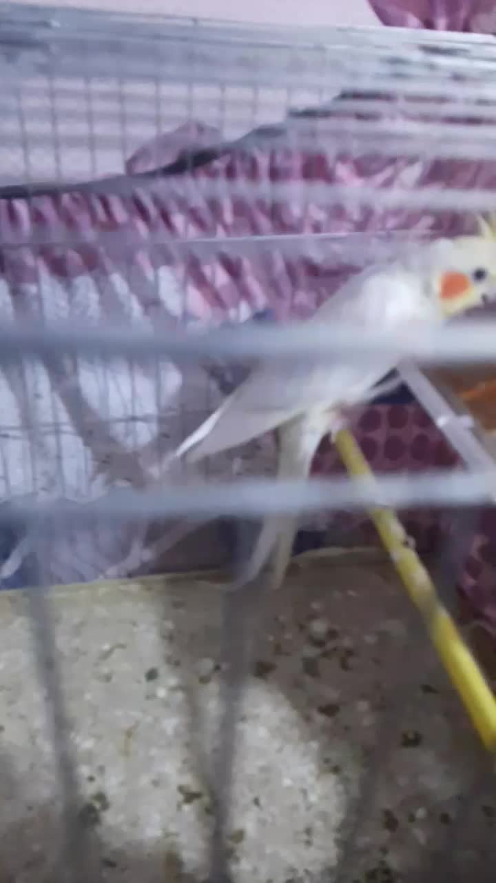 جفت عروس هلندی|پرنده|اهواز, کوی مندلی(سه راه خرمشهر)|دیوار