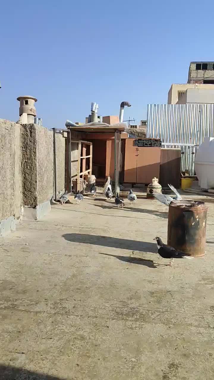 دمگیر|پرنده|اصفهان, بهرام‌آباد|دیوار