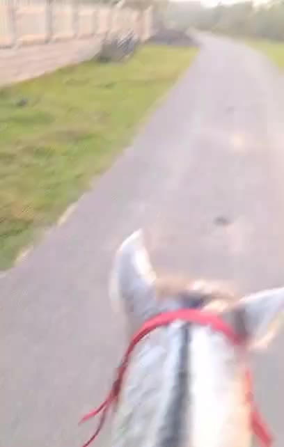 اسب نریون|اسب و تجهیزات اسب‌سواری|طاهرگوراب, |دیوار