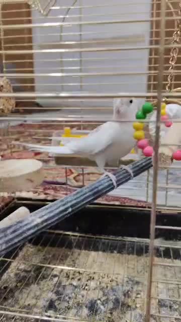 عروس هلندی حرفه ای|پرنده|زرند, |دیوار