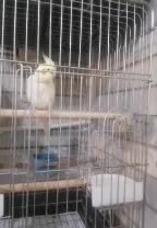 عروس هلندی|پرنده|شیراز, مسلم|دیوار