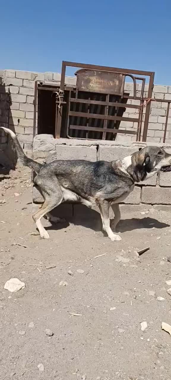 ماده پژدر|سگ|سیرجان, |دیوار