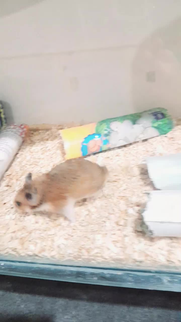 همستر کمپل|موش و خرگوش|اراک, |دیوار