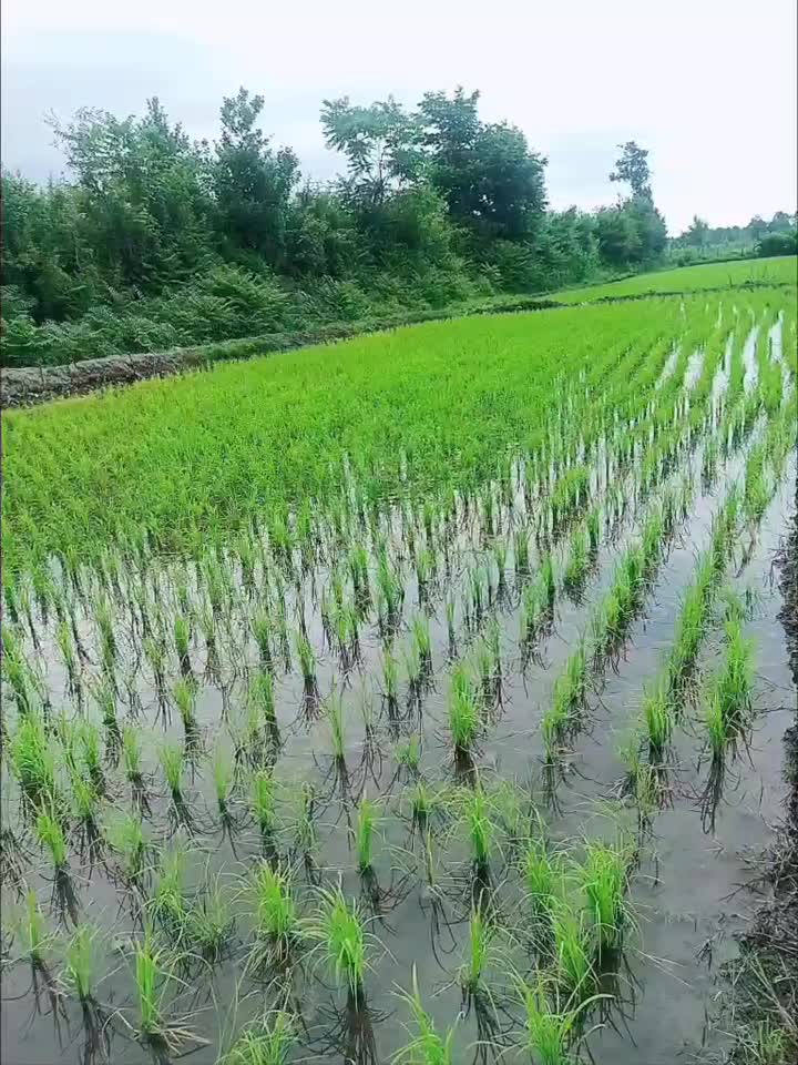 ۳۰۰۰متر زمین کشاورزی فروشی|فروش دفتر صنعتی، کشاورزی، تجاری|لیسار, |دیوار