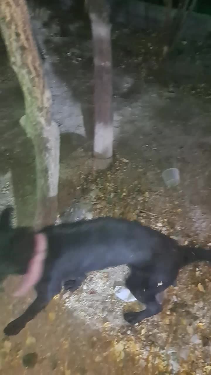 سگ ژرمن بلک اصیل جنسیت ماده شیب استاندارد|سگ|فولادشهر, مسکن مهر فولادشهر|دیوار