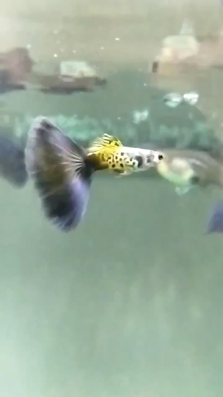 ماهی گوپی نژاد خاص و کمیاب بلو کبری گریدA|ماهی|رودهن, |دیوار