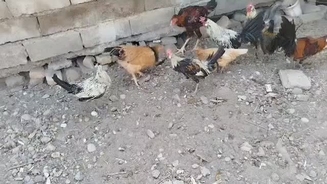 خروس لاری و جوجه خروس گلین|حیوانات مزرعه|سیرجان, |دیوار