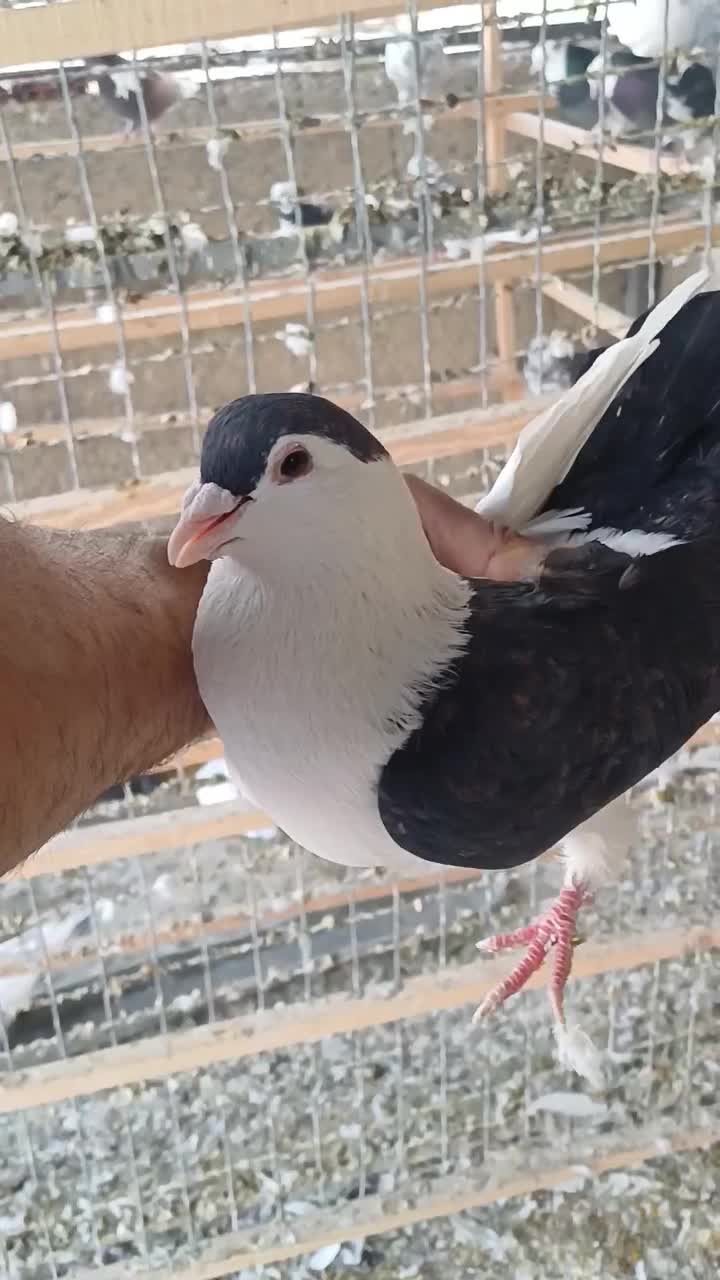 کبوتر افغانی|پرنده|وحیدیه, |دیوار