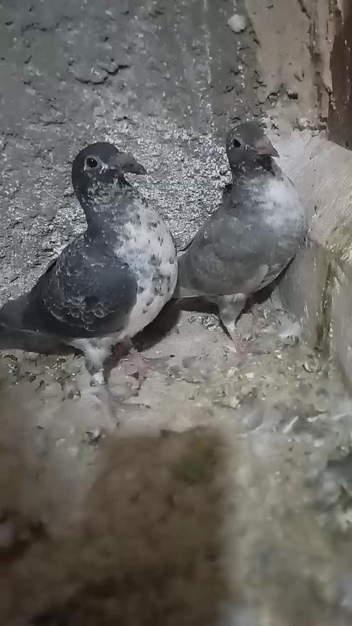 کبوتر|پرنده|سلامی, |دیوار