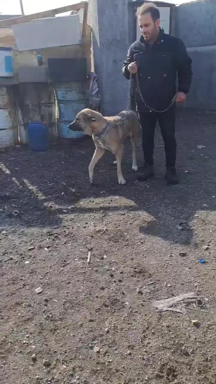 سگ نگهبان|سگ|بشاریات, |دیوار