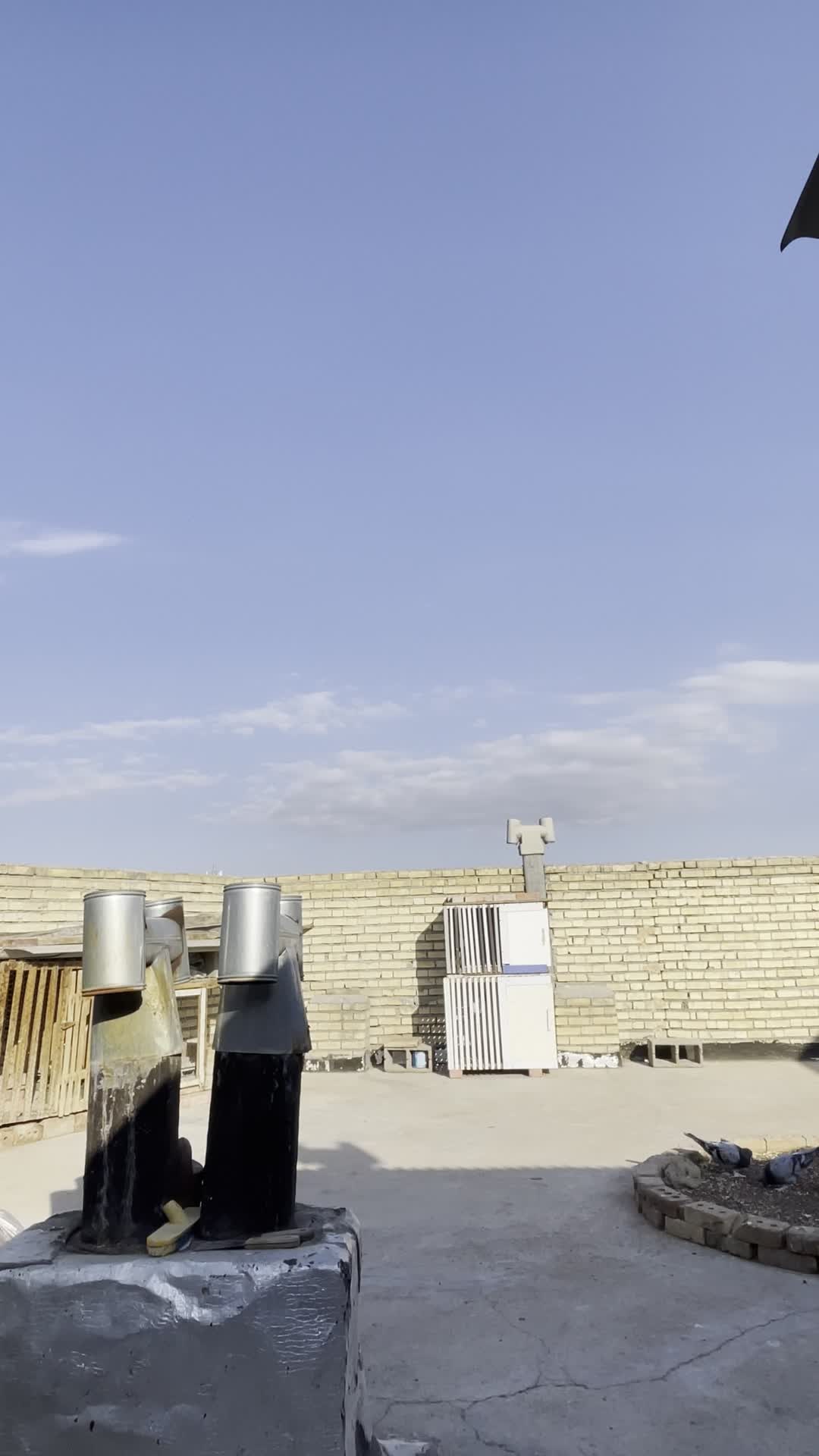 تعدادی ترکیه|پرنده|میاندوآب, |دیوار