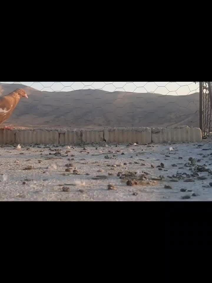 کفتر ابلغ پلاکی میلیمنز زرد سرخ|پرنده|شیراز, سعدیه شمالی|دیوار