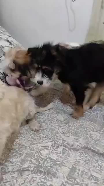 واگذاری توله شیتزو و اشپیتز|سگ|تهران, خرمشهر|دیوار