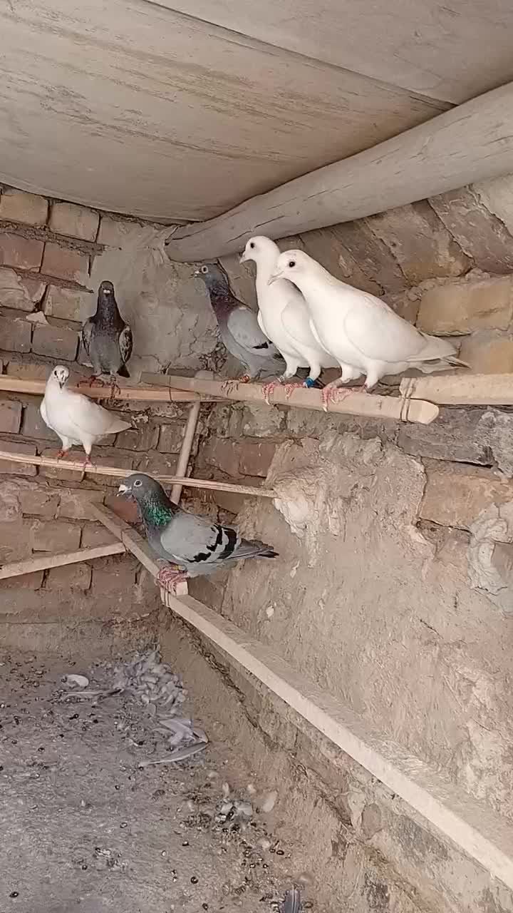 پلاکی|پرنده|کاشان, کارگر|دیوار