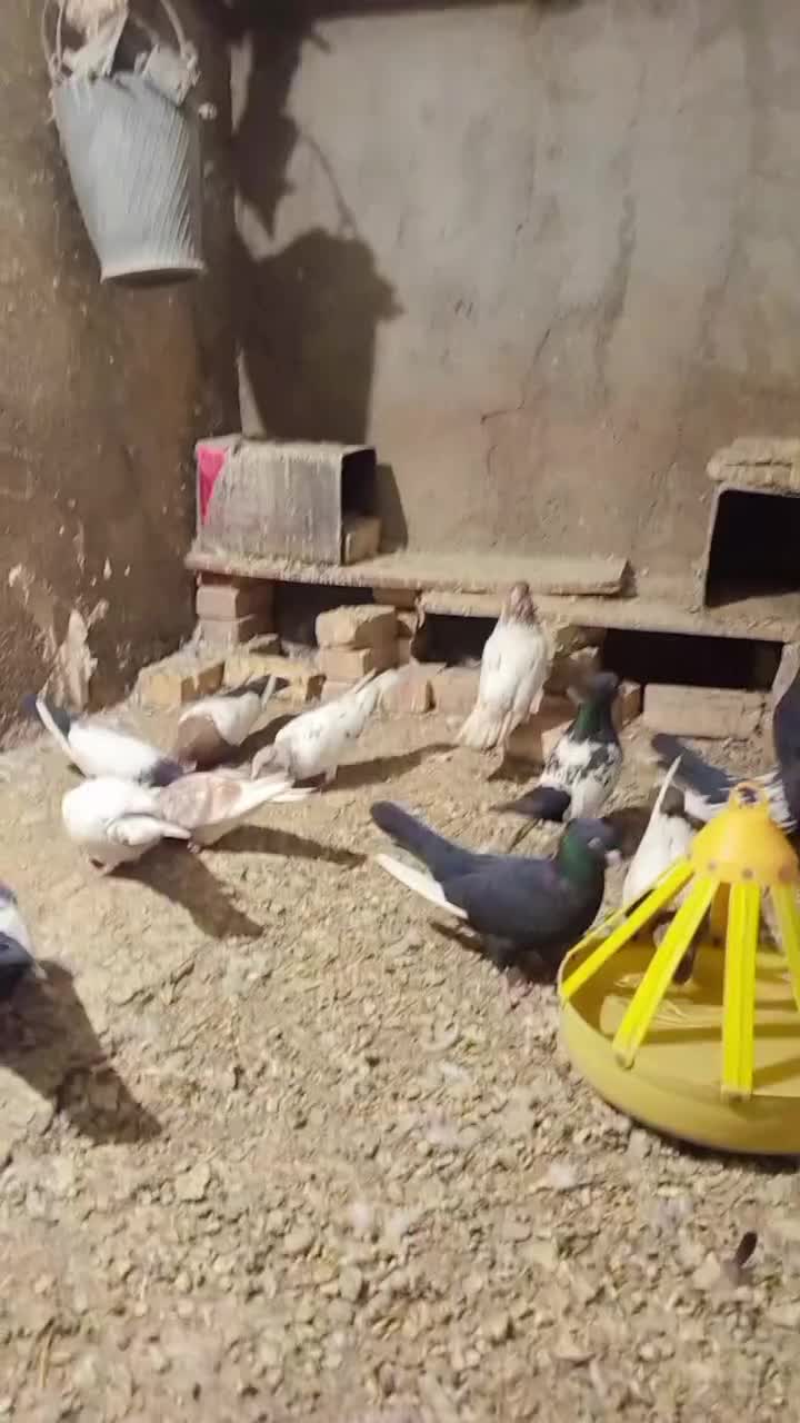 سینه کفتر|پرنده|تربت جام, کشتارگاه|دیوار