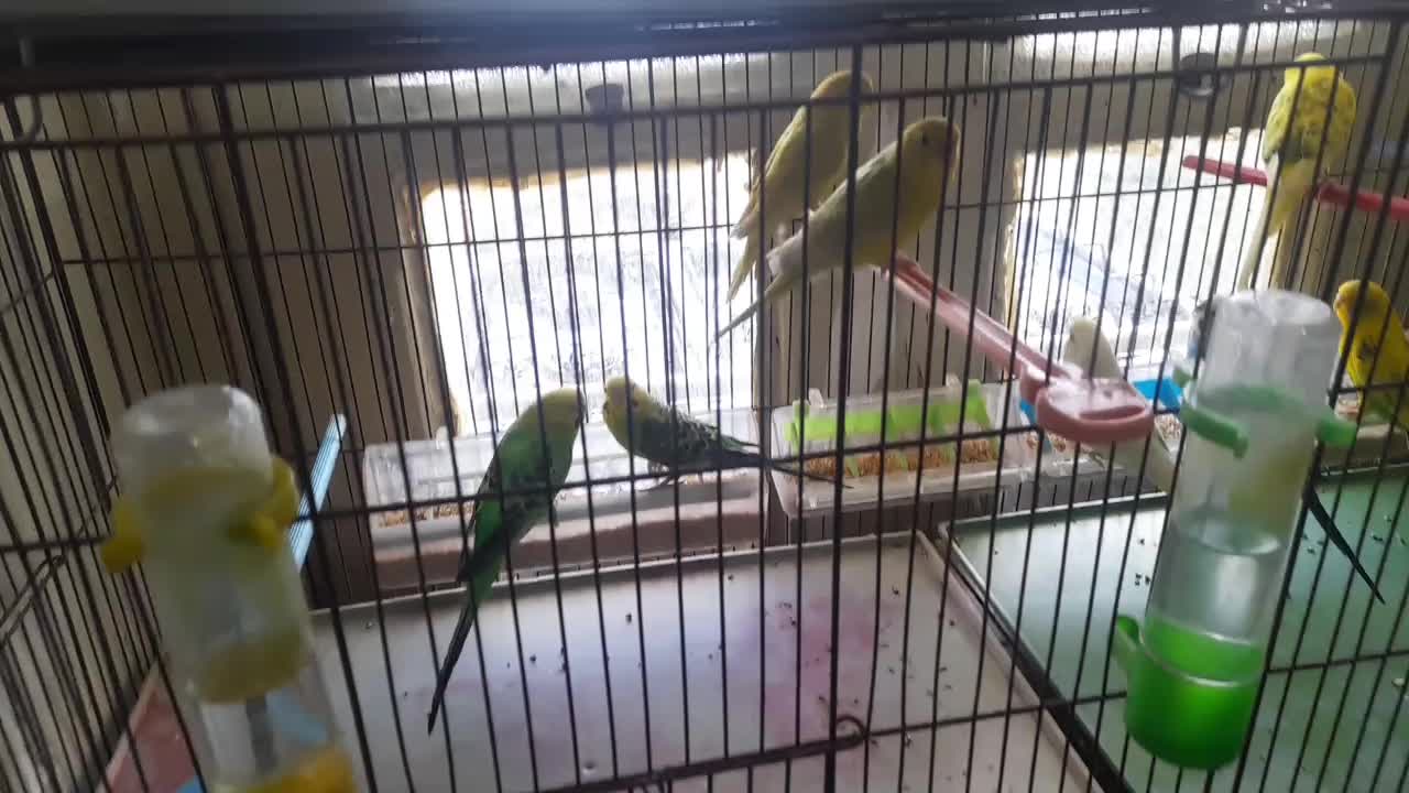 مرغ عشق|پرنده|شیراز, گود عربان|دیوار