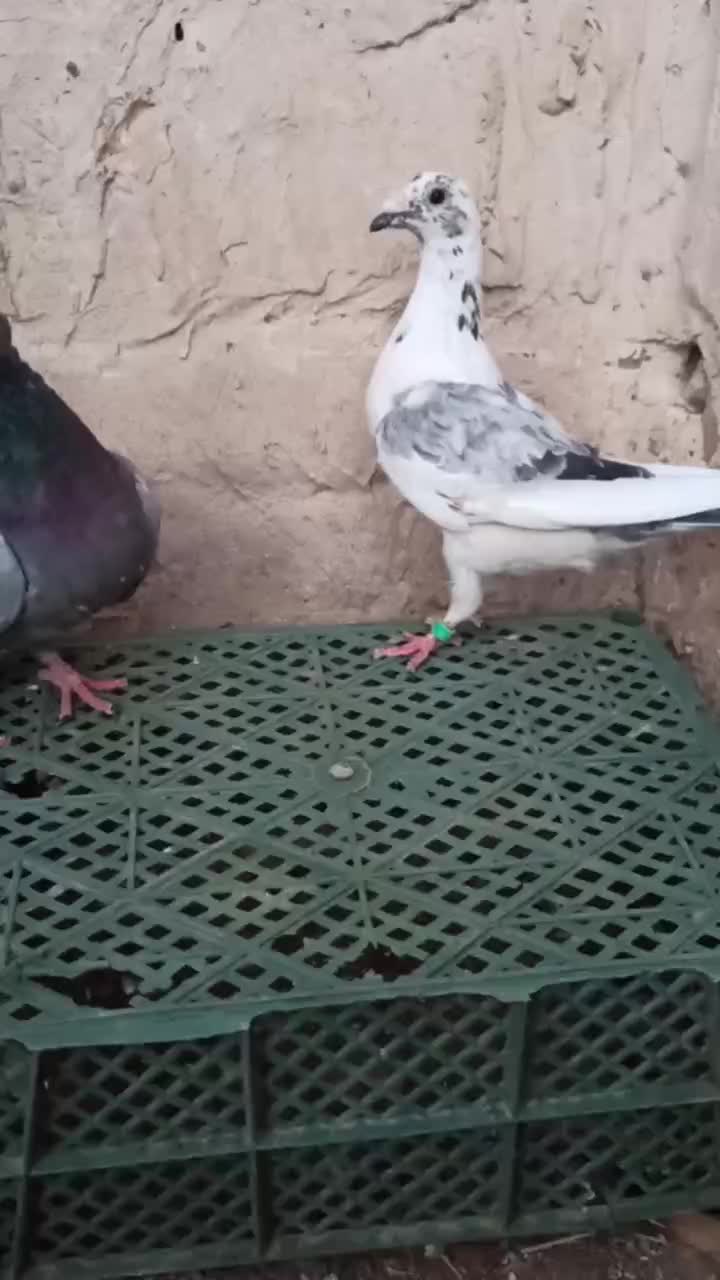 جفت نر آلمانی|پرنده|مه ولات, |دیوار