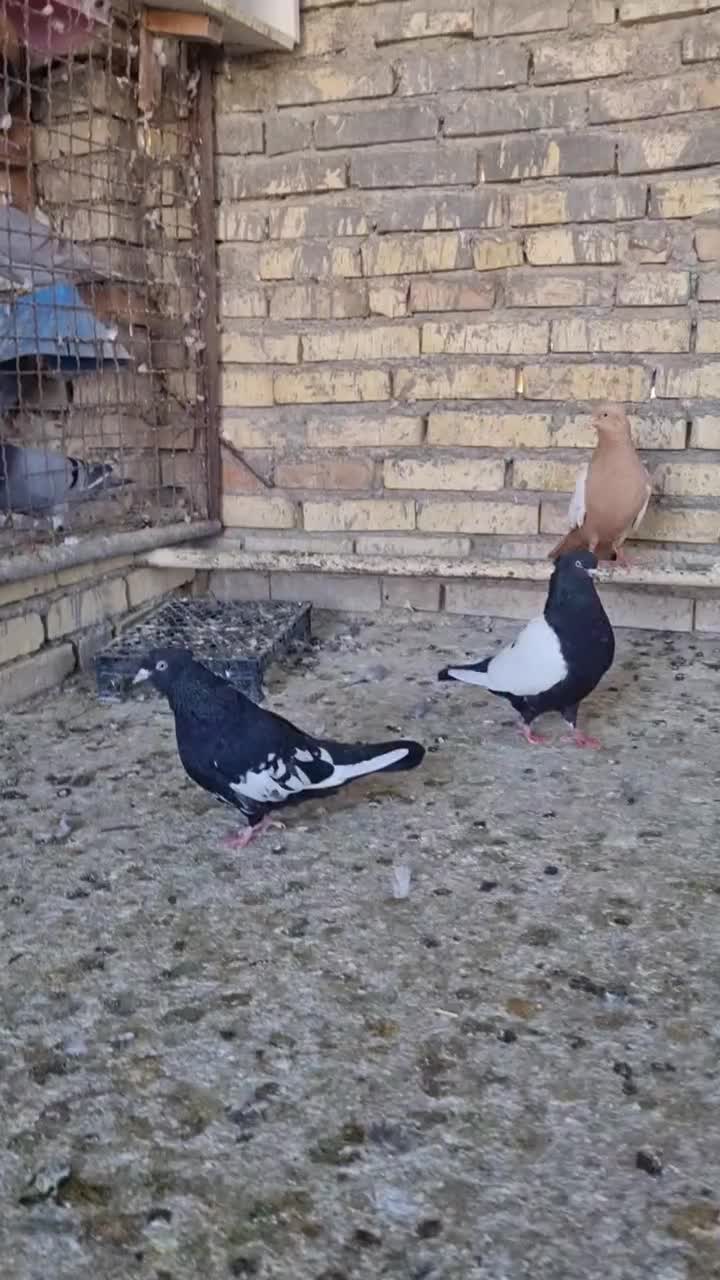 سینه سیاه|پرنده|حمیدیه, |دیوار