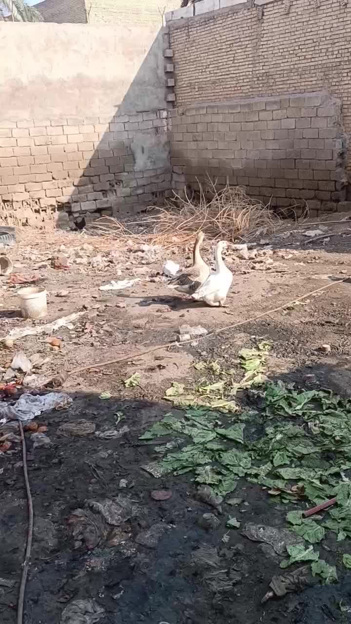 غوغاز|حیوانات مزرعه|باوی, |دیوار