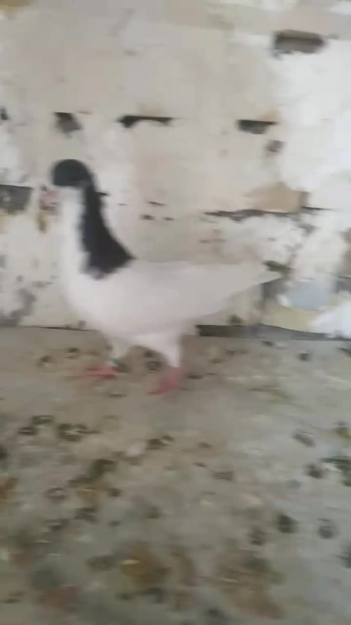 شستی  نر بهترین نژاد|پرنده|تاکستان, |دیوار