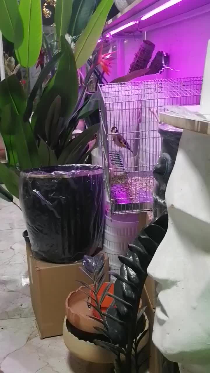 سهره مست|پرنده|صحنه, |دیوار