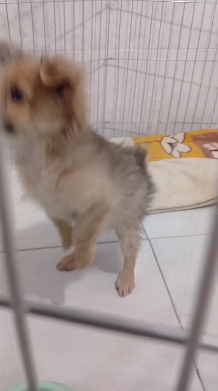 پامرین عروسکی|سگ|کرج, خرمدشت|دیوار