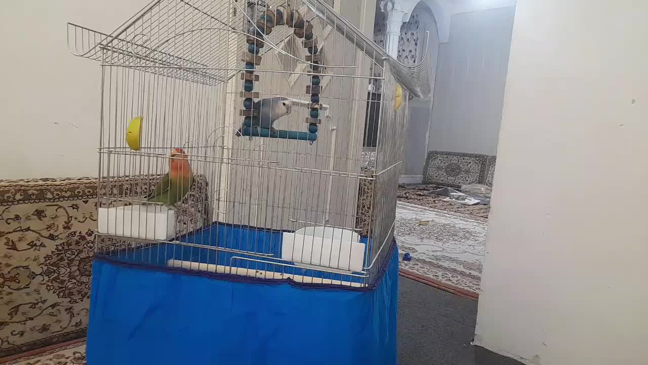 طوطی برزیلی رام و دستی|پرنده|سنندج, |دیوار