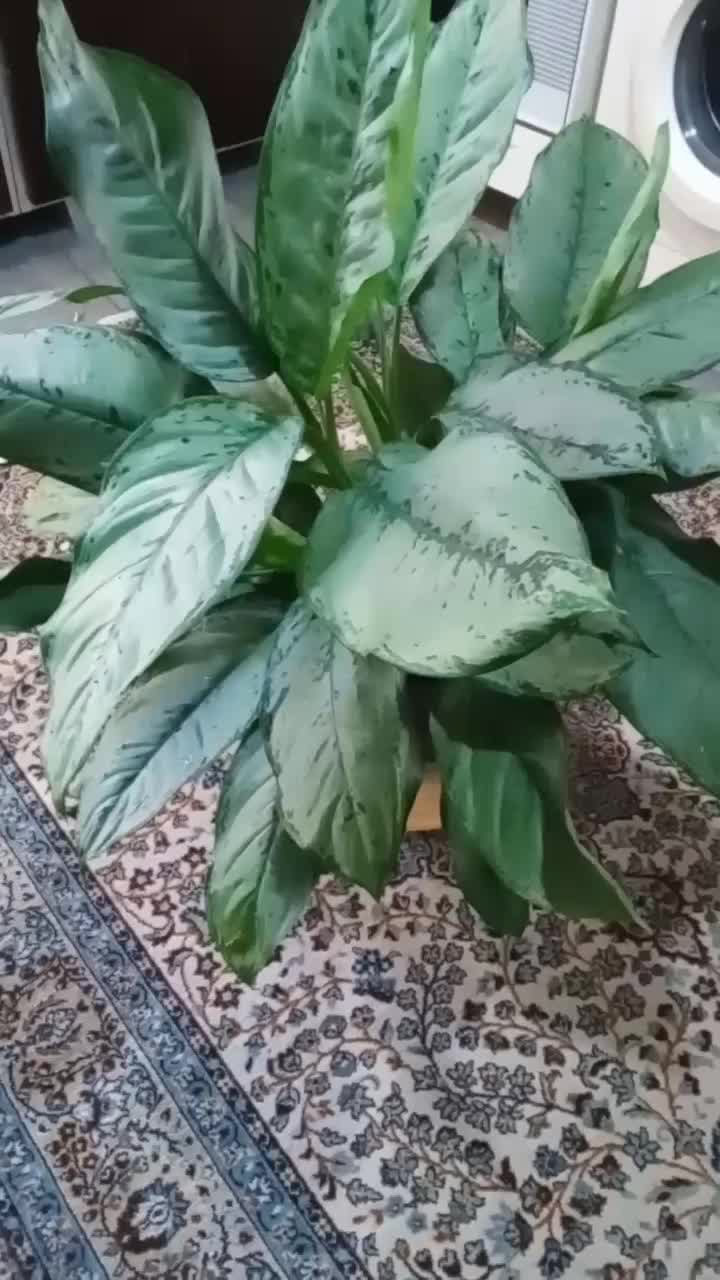 گل اگلونما|گل و گیاه طبیعی|لاهیجان, شهید آوینی|دیوار