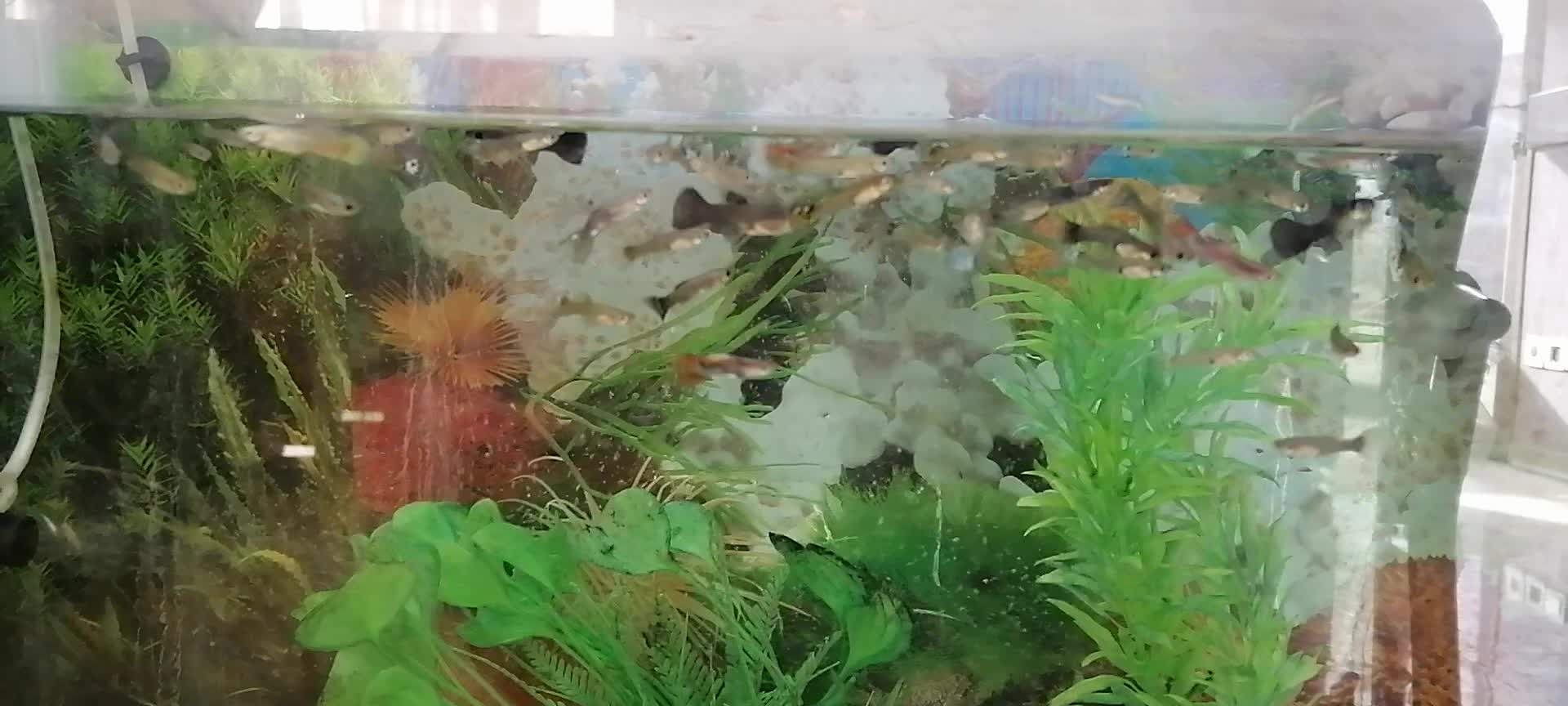 اکواریوم با ماهی|ماهی|اردبیل, |دیوار