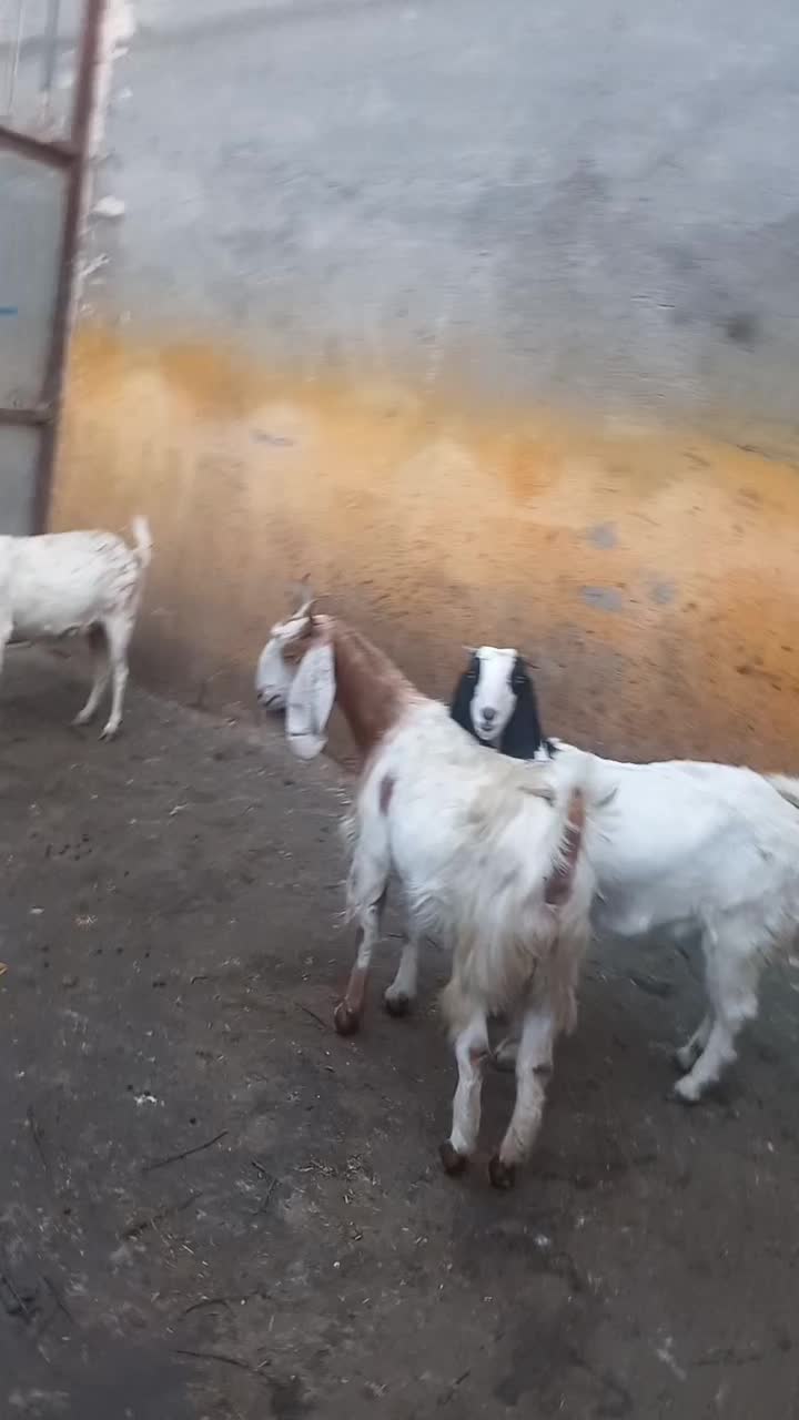 بز پاکستانی  دودندان وبز دوبرسانن|حیوانات مزرعه|مشهد, خلق آباد سفلی|دیوار