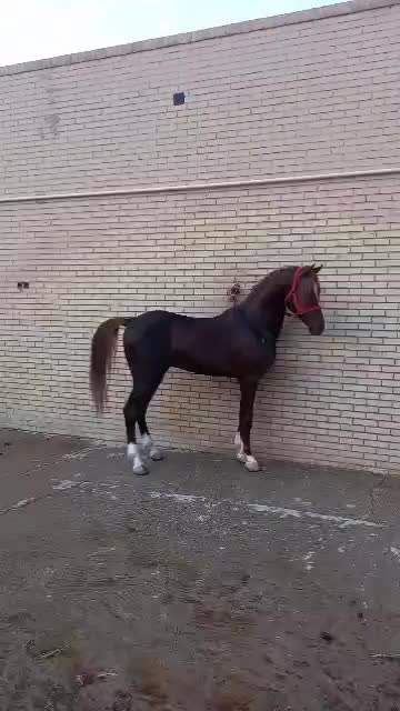 اسب نریون خالص|اسب و تجهیزات اسب‌سواری|یزد, |دیوار