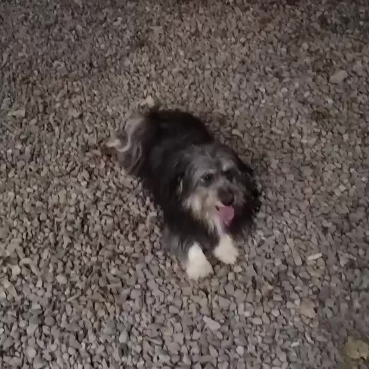 واگذاری سگ|سگ|رشت, معلم|دیوار