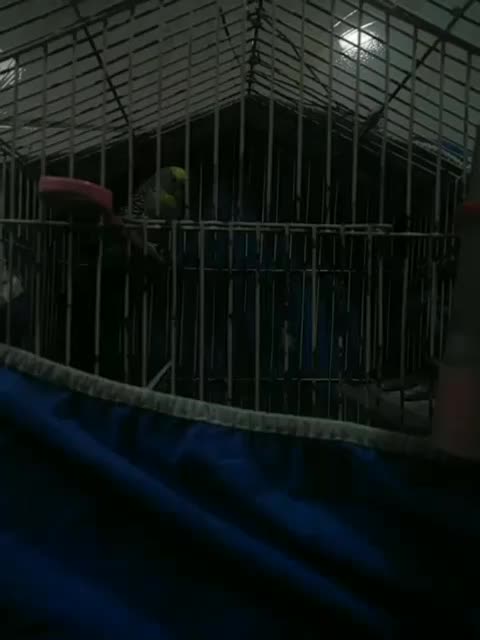 مرغ عشق نر|پرنده|اهواز, فدک|دیوار