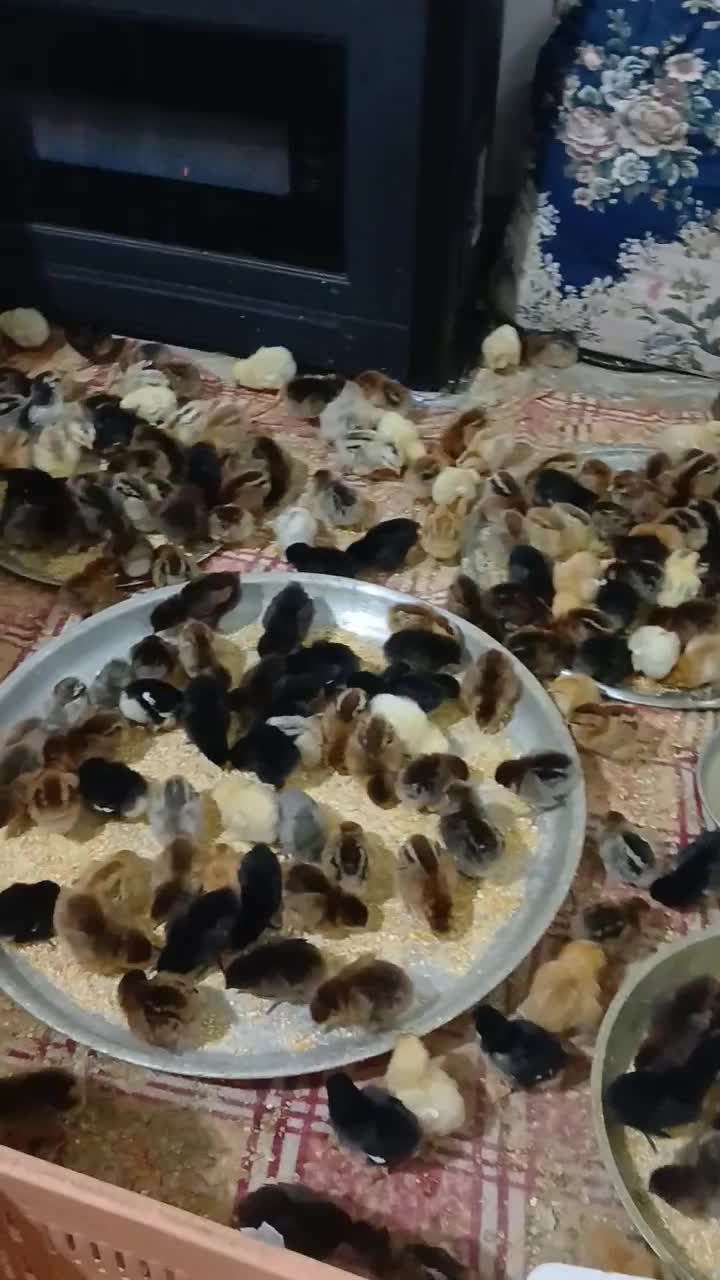 جوجه مرغ محلی|حیوانات مزرعه|مشهد, شهید قربانی|دیوار