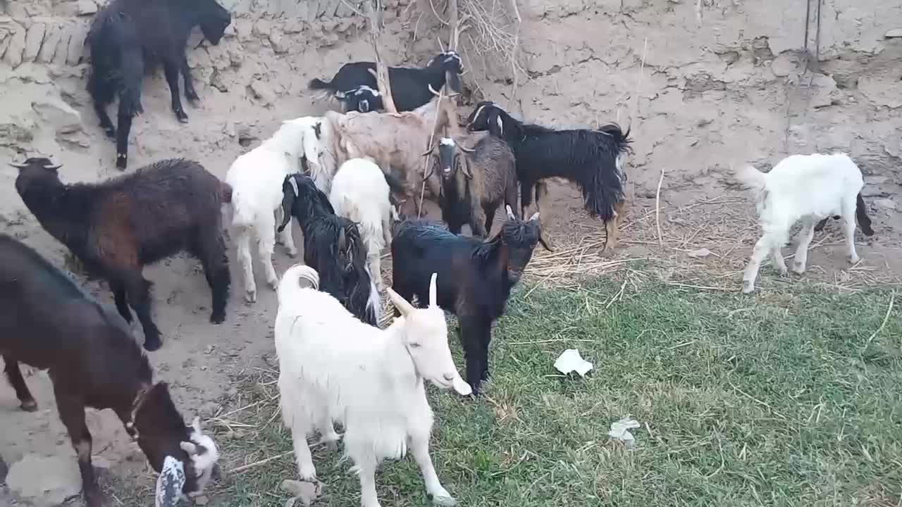 بزغاله ماده|حیوانات مزرعه|رضویه, |دیوار