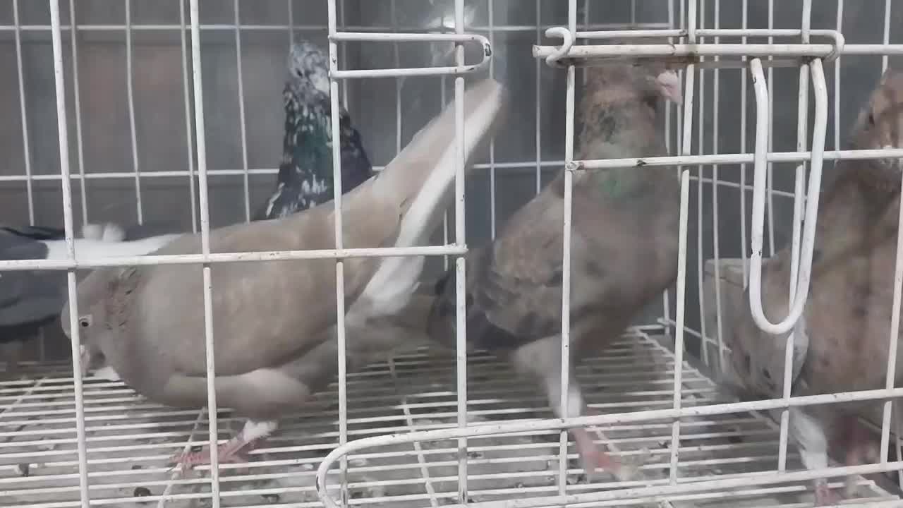 سلام خدمت دوستان چند عدد دم سفید|پرنده|شاهین‌شهر, شهرک گلدیس|دیوار