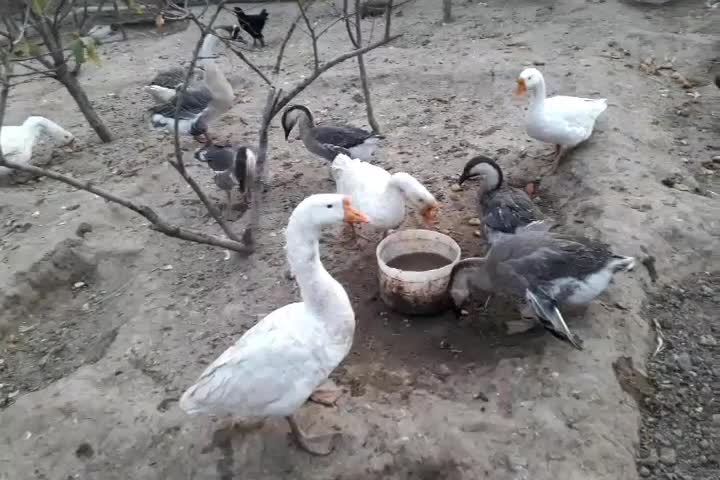 انواع حیوانات خانگی|حیوانات مزرعه|مرند, |دیوار