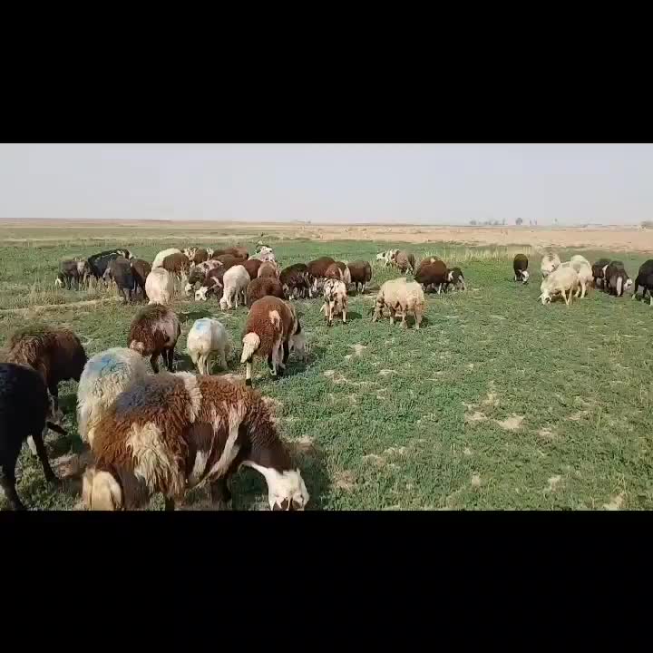 میش  قوچ بره  قوچ بره ماده پلنگی|حیوانات مزرعه|تربت‌حیدریه, کلاته توکلی|دیوار