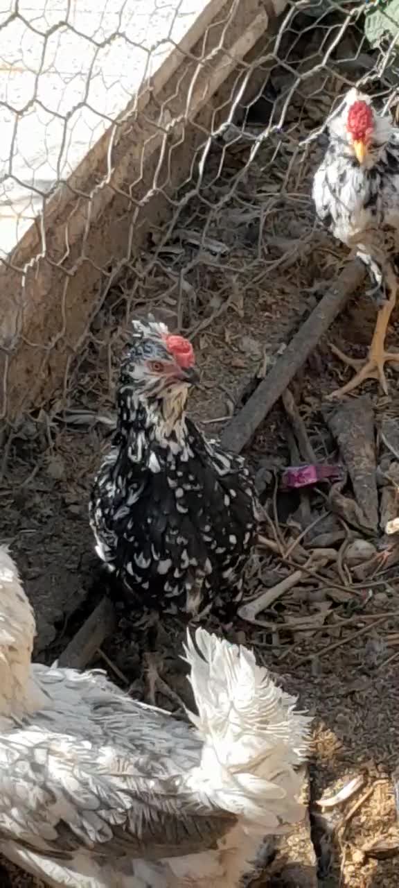 تخم مرغ نطفه دارگلین|حیوانات مزرعه|رفسنجان, |دیوار