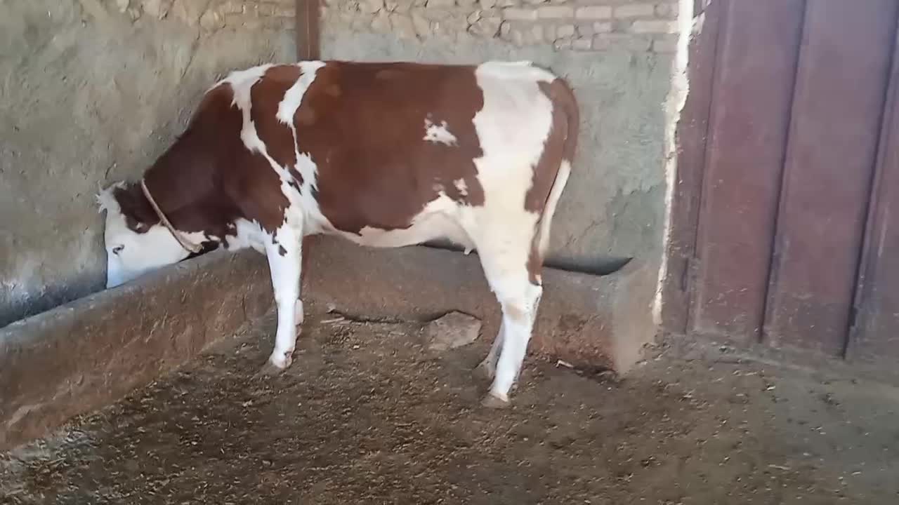 یک راس تلیسه سیمینتال|حیوانات مزرعه|کوهدشت, |دیوار