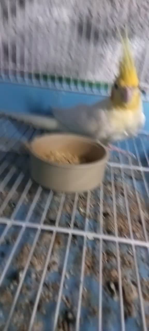 عروس هلندی لوتیون زعفرانی نر|پرنده|اسفراین, |دیوار