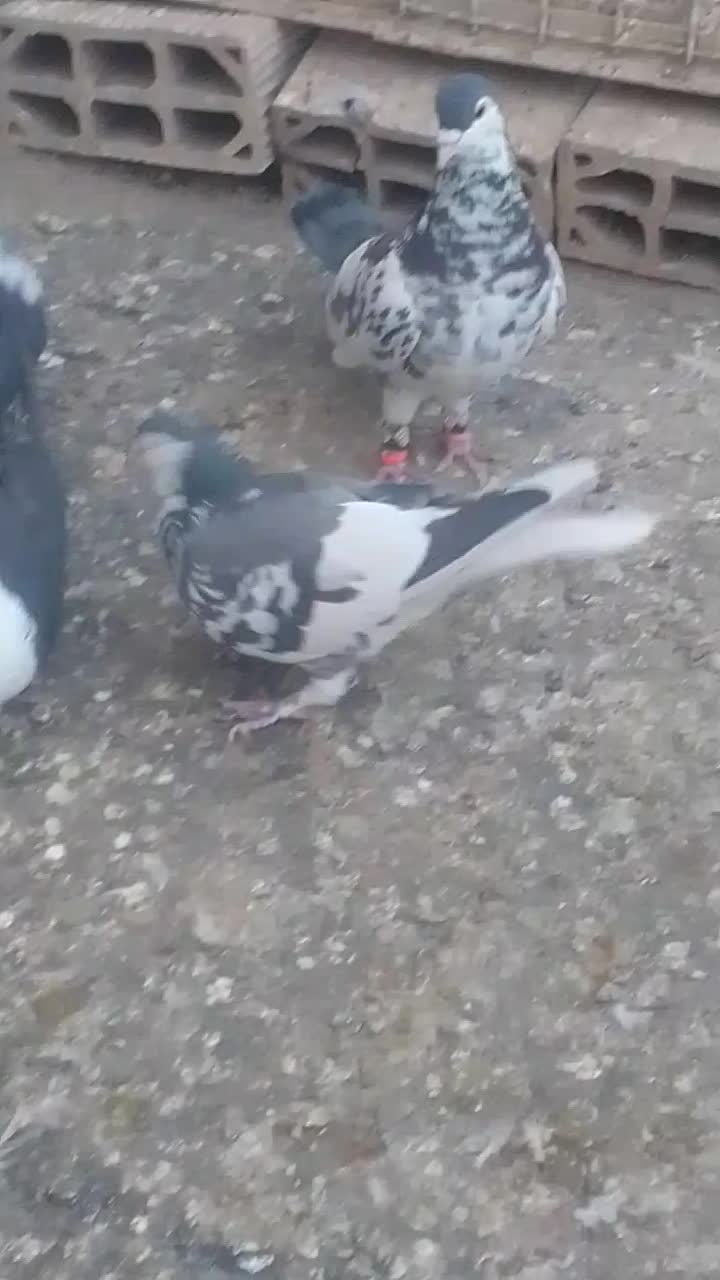 کفتر جفتگاه|پرنده|مشهد, رستگار|دیوار