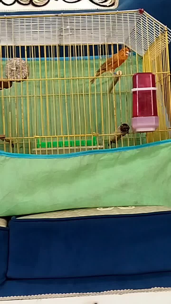 ۲قناری نر دارچین سرخ|پرنده|کرمان, |دیوار