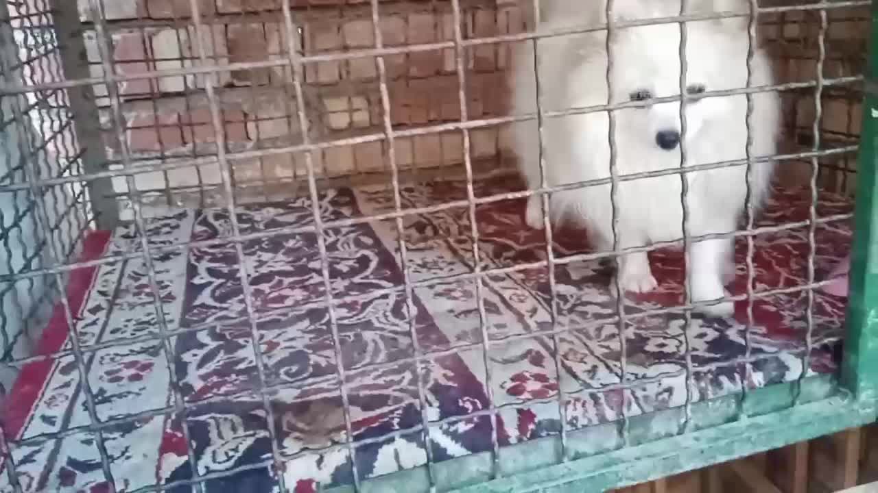 سگ پامر|سگ|مرند, |دیوار