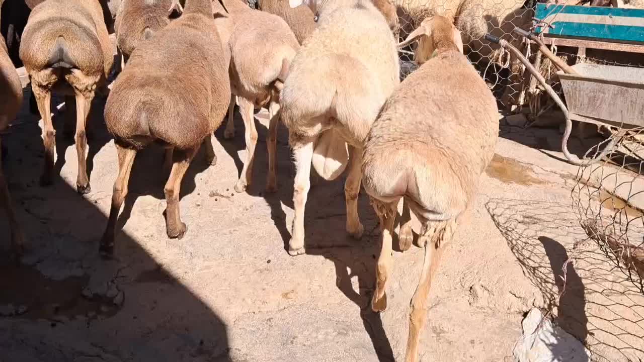 میش۰گوسفند ۰بز۰قوچ۰|حیوانات مزرعه|زاگرس, |دیوار