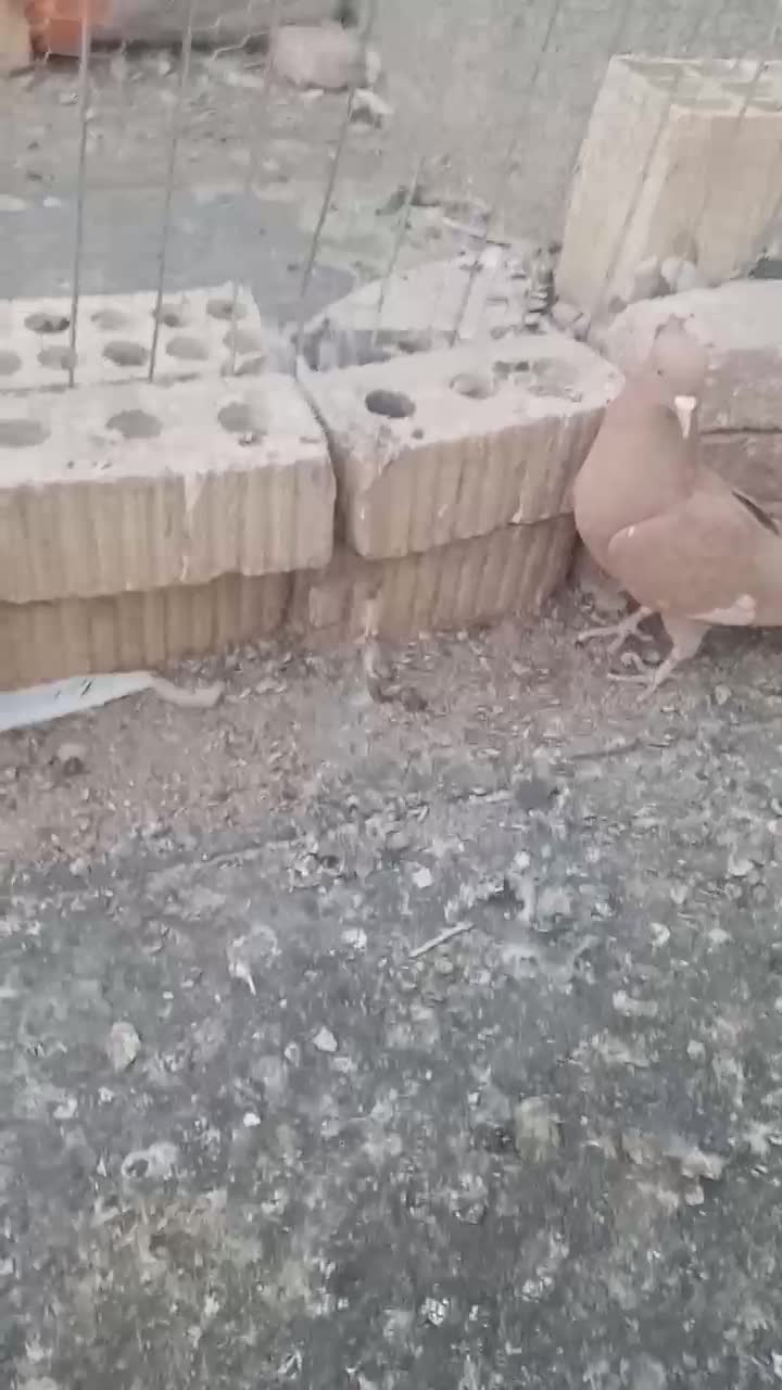 کبوتر سرک زرد ماده|پرنده|جهرم, |دیوار